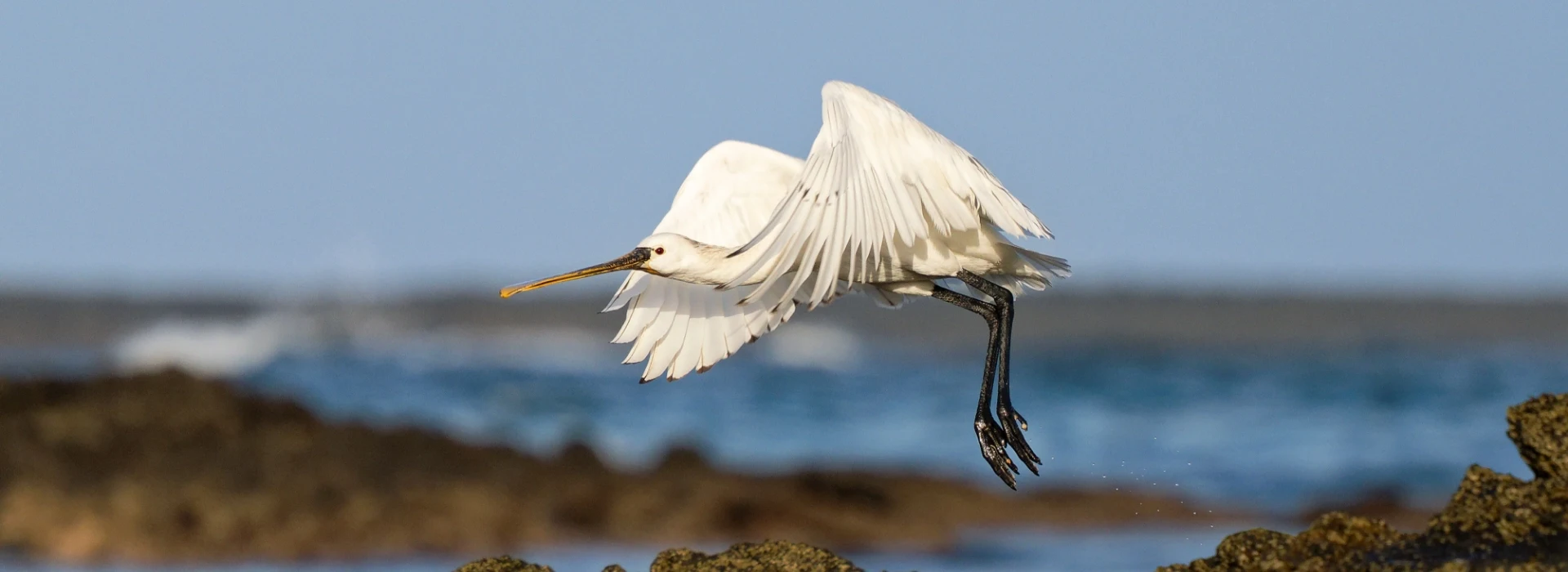 Photo of a crane taking flight with a ray in its mouth.