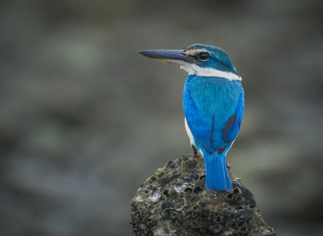 Photo of a blue colored bird sitting on a rock.