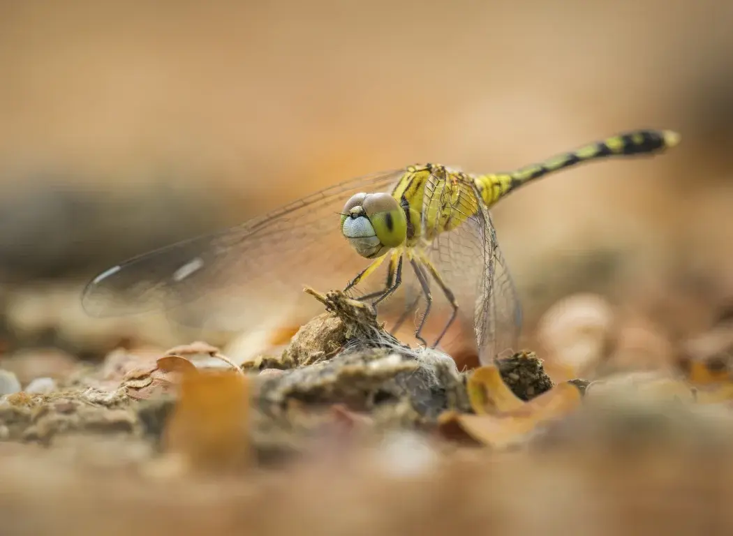 A telemacro photo of a yellow dragonfly.